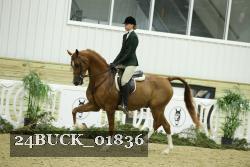 24BUCK_01836 thumbnail