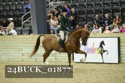 24BUCK_01877 thumbnail