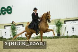 24BUCK_02001 thumbnail