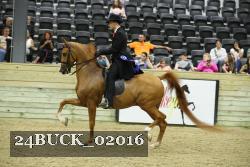 24BUCK_02016 thumbnail