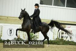 24BUCK_02101 thumbnail