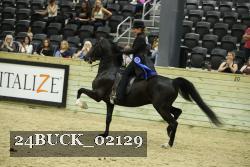 24BUCK_02129 thumbnail