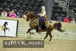 24BUCK_02161 thumbnail