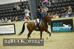 24BUCK_02247 thumbnail