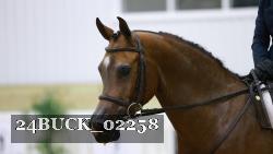 24BUCK_02258 thumbnail