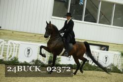 24BUCK_02372 thumbnail