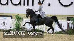 24BUCK_02377 thumbnail