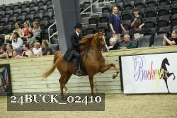 24BUCK_02410 thumbnail