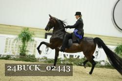 24BUCK_02443 thumbnail