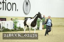 24BUCK_02459 thumbnail