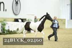 24BUCK_02460 thumbnail