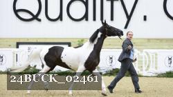 24BUCK_02461 thumbnail
