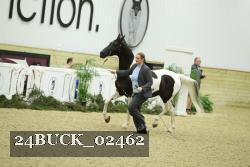 24BUCK_02462 thumbnail
