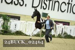 24BUCK_02464 thumbnail