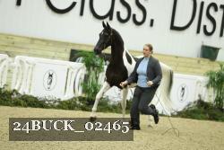 24BUCK_02465 thumbnail