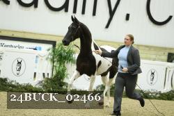 24BUCK_02466 thumbnail