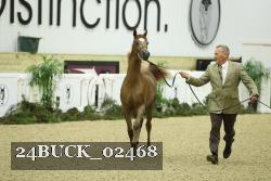 24BUCK_02468 thumbnail