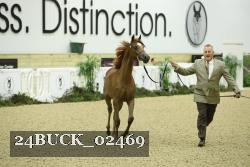 24BUCK_02469 thumbnail