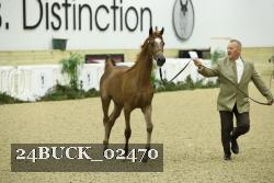 24BUCK_02470 thumbnail