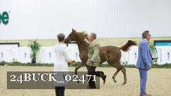 24BUCK_02471 thumbnail