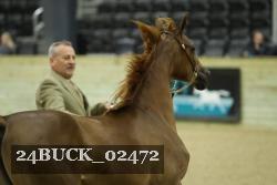 24BUCK_02472 thumbnail