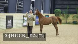 24BUCK_02474 thumbnail