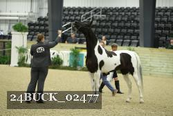 24BUCK_02477 thumbnail