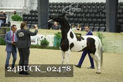 24BUCK_02478 thumbnail