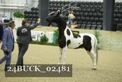 24BUCK_02481 thumbnail