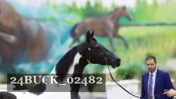24BUCK_02482 thumbnail