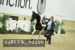 24BUCK_02490 thumbnail