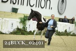 24BUCK_02491 thumbnail