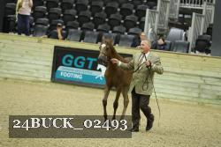 24BUCK_02493 thumbnail