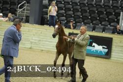 24BUCK_02494 thumbnail