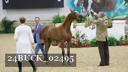 24BUCK_02495 thumbnail