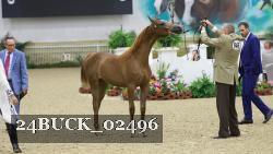 24BUCK_02496 thumbnail