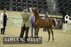 24BUCK_02497 thumbnail