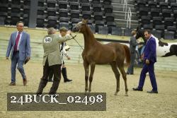 24BUCK_02498 thumbnail