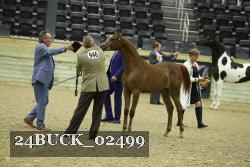 24BUCK_02499 thumbnail