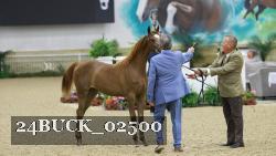 24BUCK_02500 thumbnail