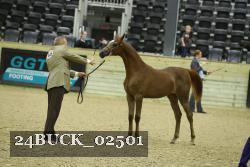 24BUCK_02501 thumbnail