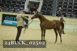 24BUCK_02502 thumbnail