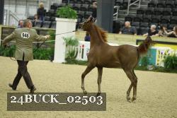 24BUCK_02503 thumbnail