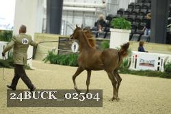24BUCK_02504 thumbnail