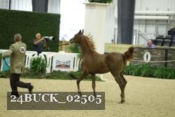 24BUCK_02505 thumbnail