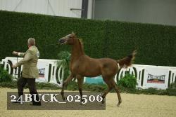 24BUCK_02506 thumbnail