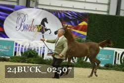 24BUCK_02507 thumbnail