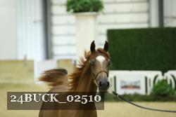 24BUCK_02510 thumbnail