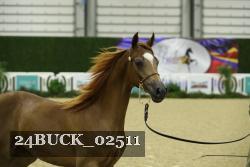 24BUCK_02511 thumbnail