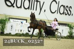 24BUCK_02527 thumbnail